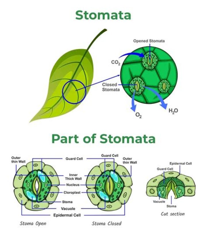 Why do dicots have more stomata?