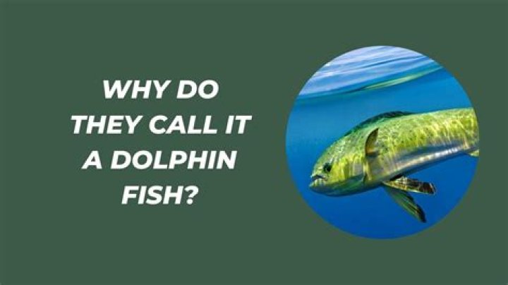Why do they call mahi dolphin?