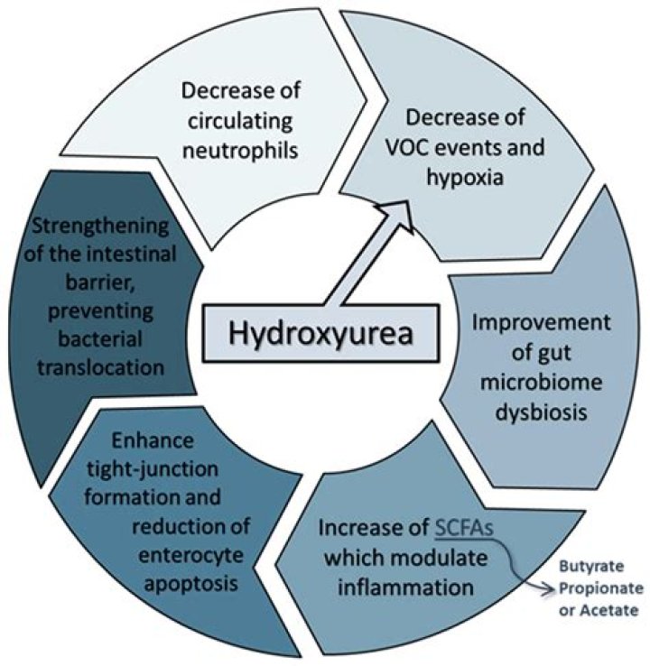 Why does hydroxyurea cause macrocytosis?