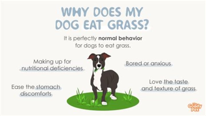 Why does my dog eat grass?