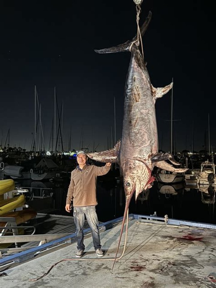 Why does swordfish have mercury?