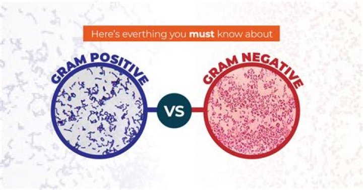 Why gram-negative bacteria are more harmful?