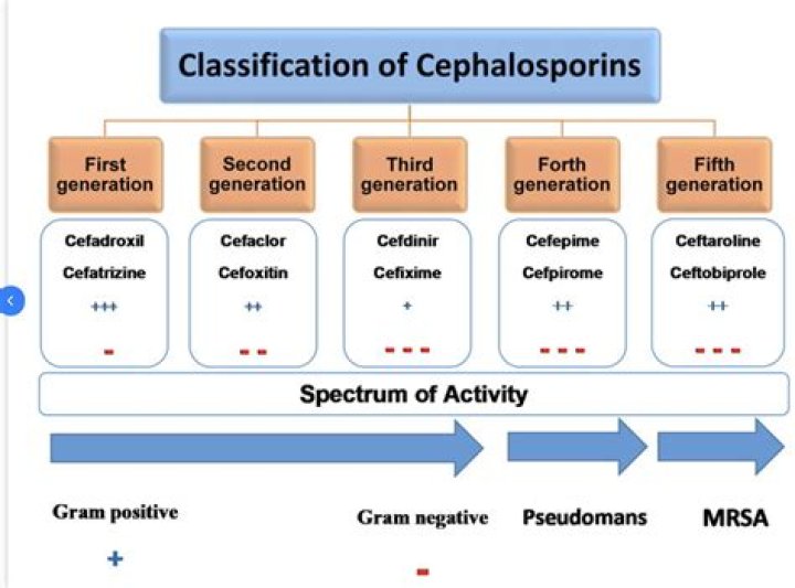 Why is enterococcus resistant to cephalosporins?
