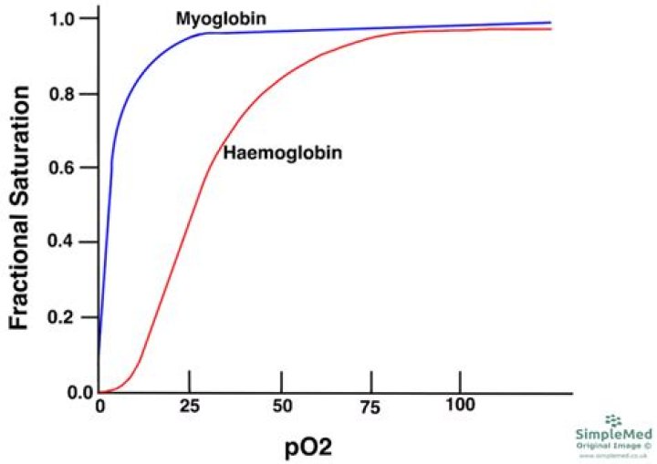 Why is hemoglobin sigmoidal?