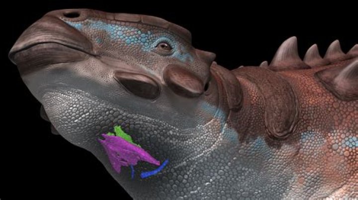 Why is it called a photogram?