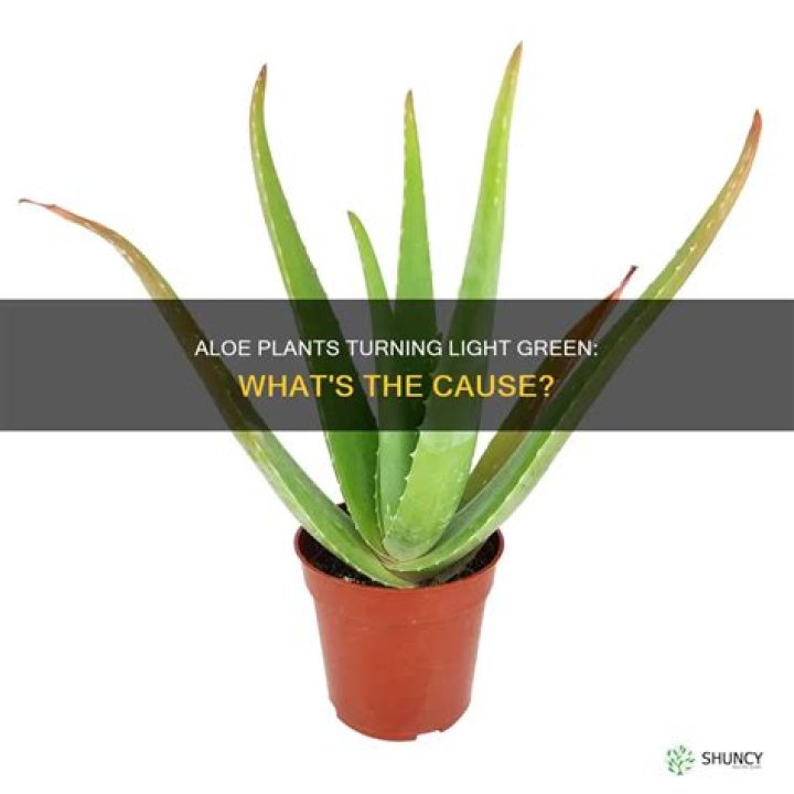 Why is my Aloe turning light green?