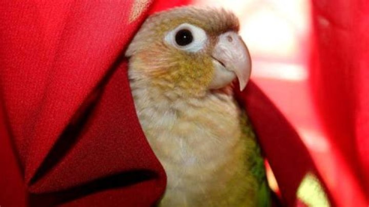 Why is my Conure making weird noises?