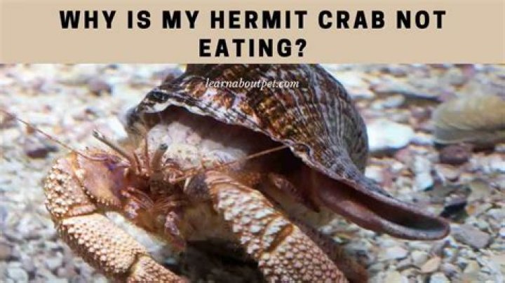 Why is my hermit crab not eating?