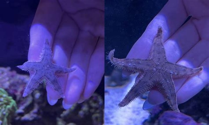 Why is my sand sifting starfish on the glass?