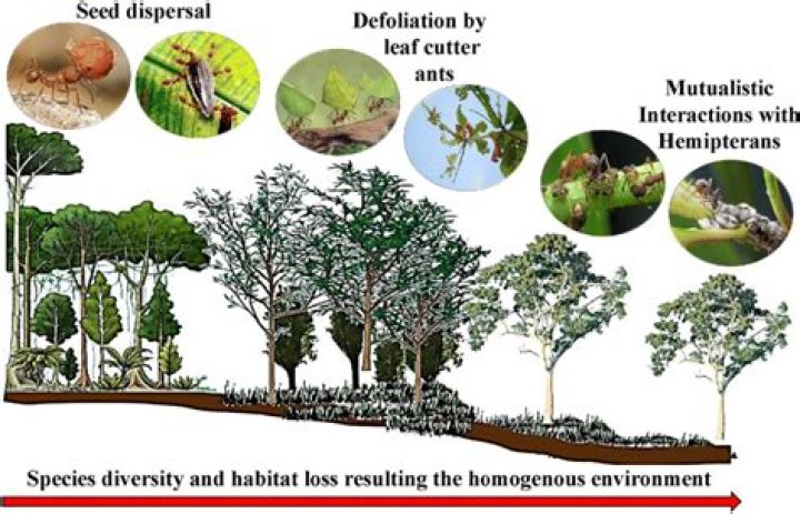Why is overharvesting damaging to biodiversity?