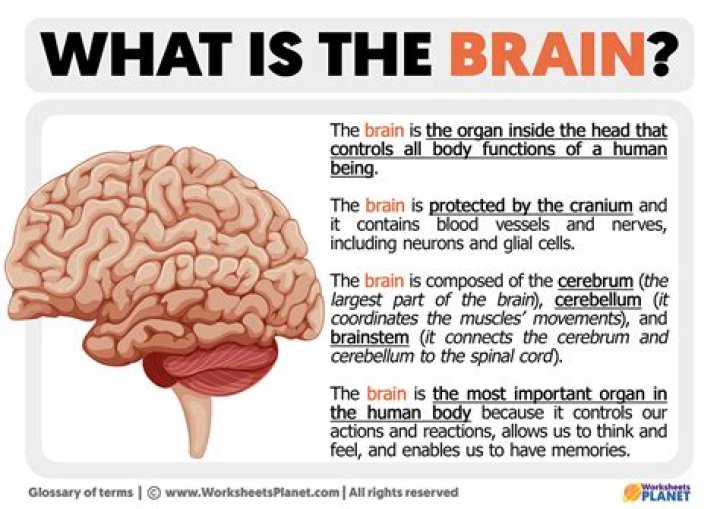 Why is the brain crumpled?