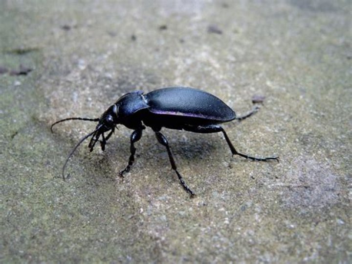 Why is the delta green ground beetle endangered?