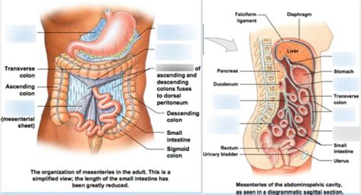 Why is the mesocolon important?