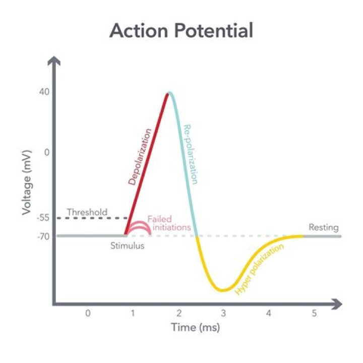 Why is there an undershoot in action potential?