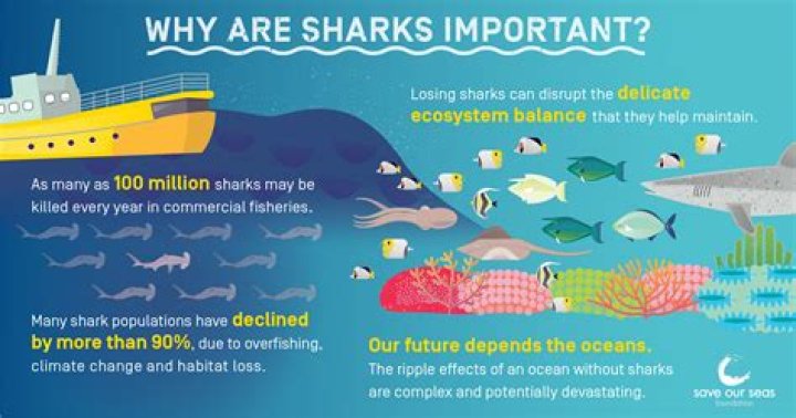 Why sharks are so dangerous?