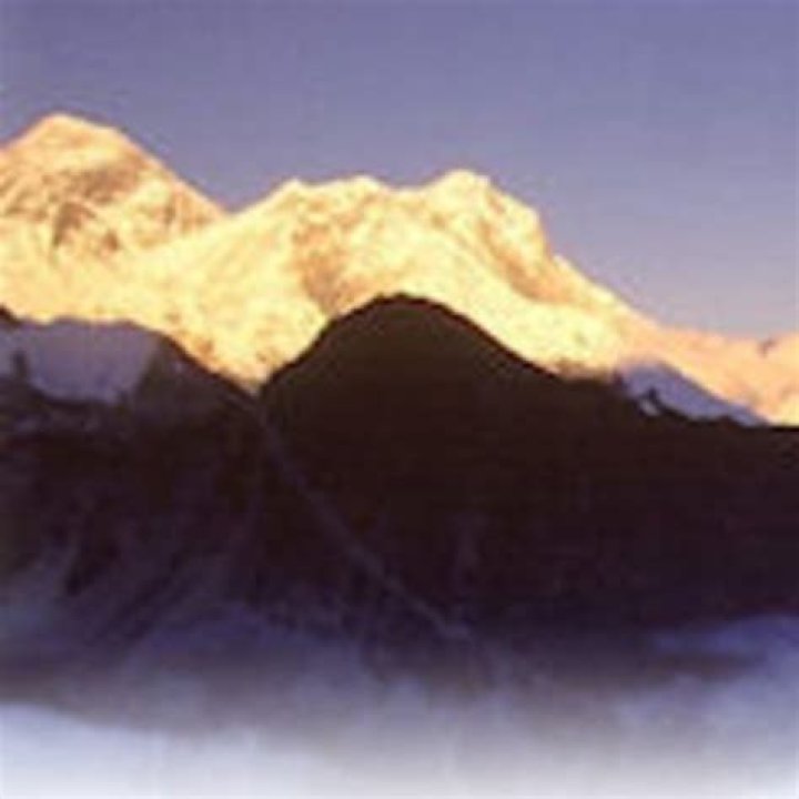 Why use nicotiana benthamiana?