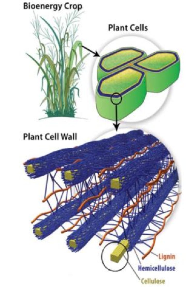 Why we study mycology?