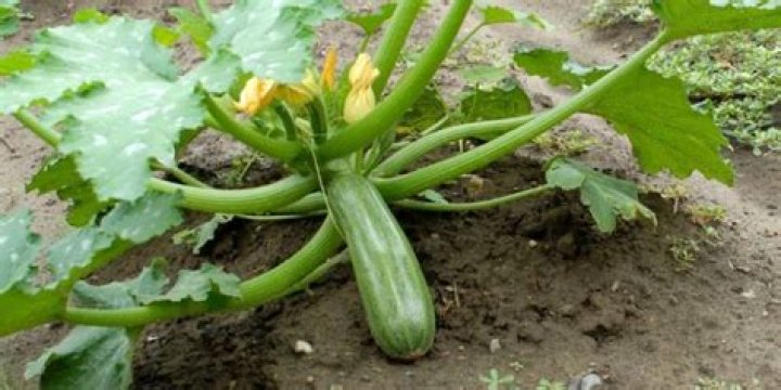 Will a courgette grow into a marrow?