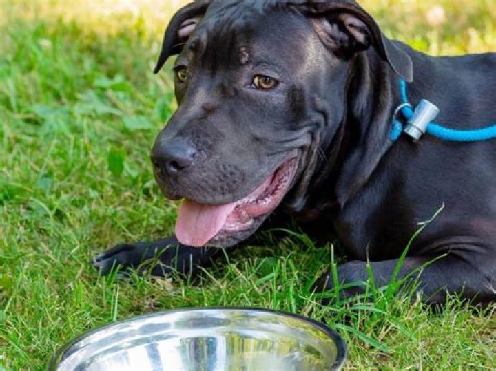 Will carp eat hot dogs?