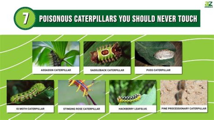 Will caterpillars kill my plants?