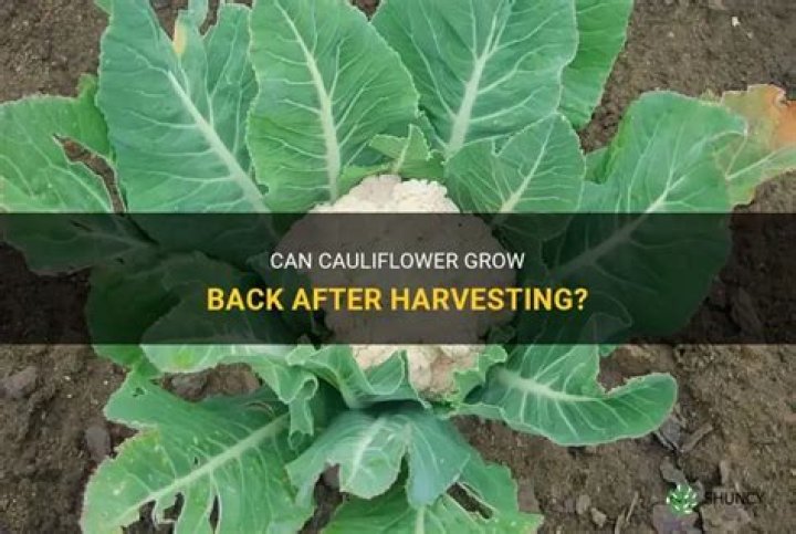 Will cauliflower grow back?