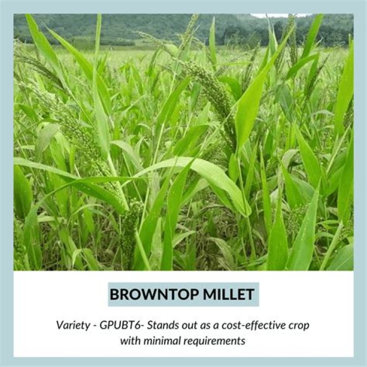 Will cows eat brown top millet?