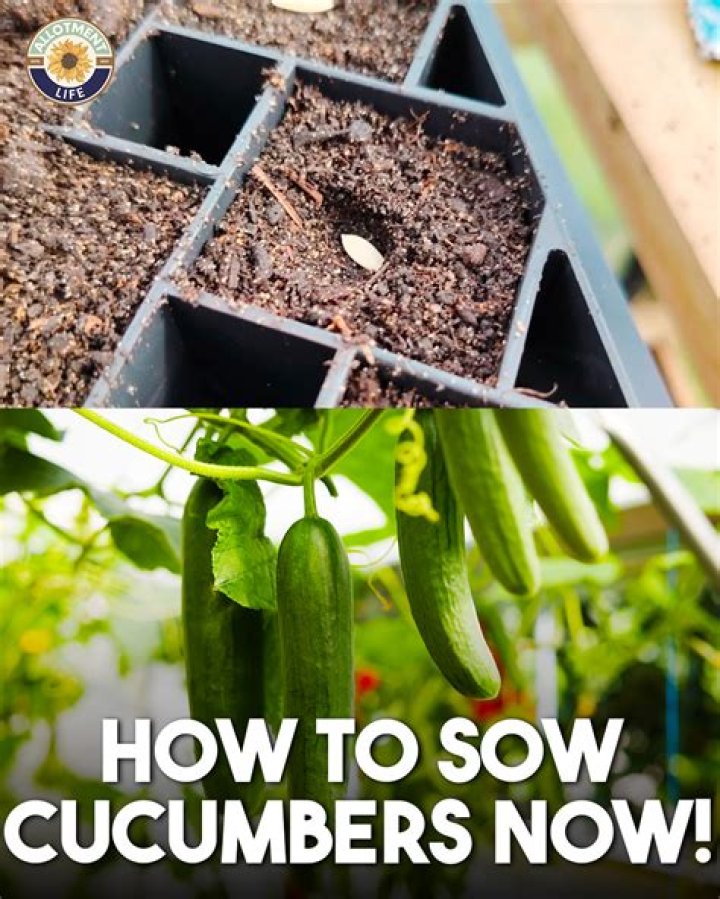 Will fresh cucumber seeds germinate?