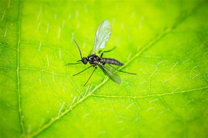 Will lacewings eat fungus gnats?