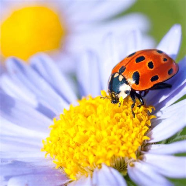 Will ladybugs eat my plants?