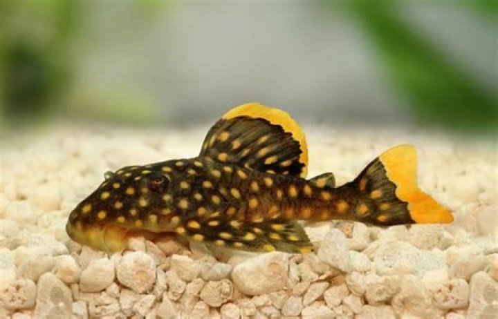 Will plecos eat amazon swords?