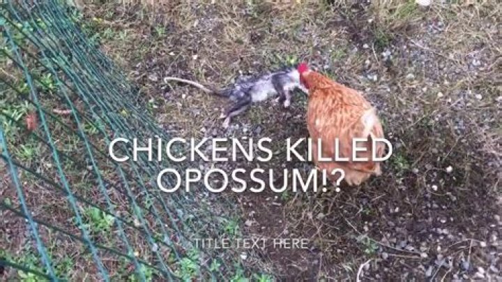 Will possums kill chickens?