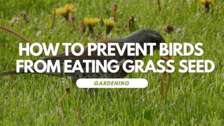 Will preen prevent grass seed from germinating?