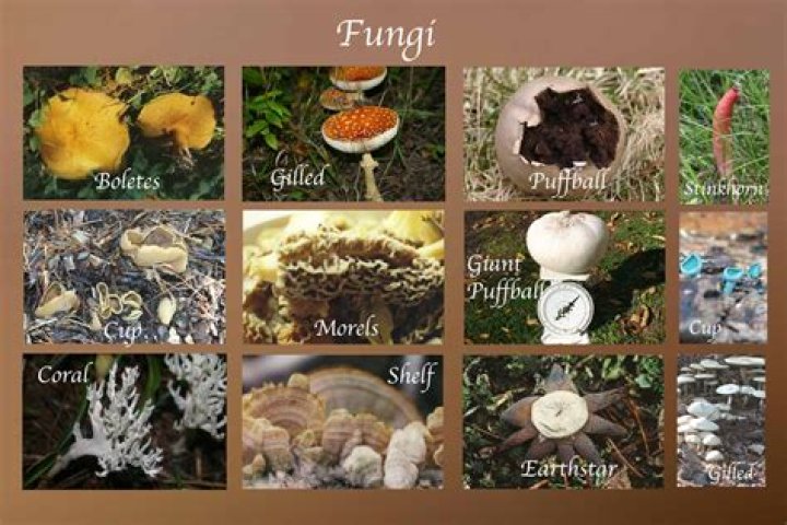 Would happen if fungi didn't exist?