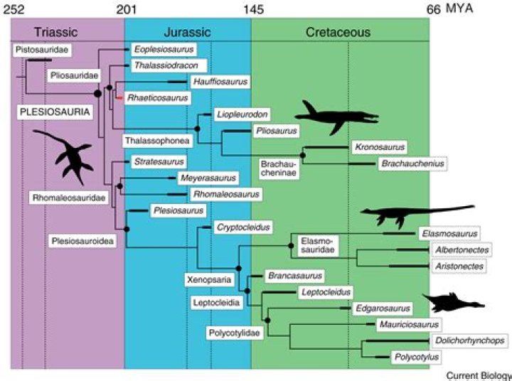 Would plesiosaurs eat humans?