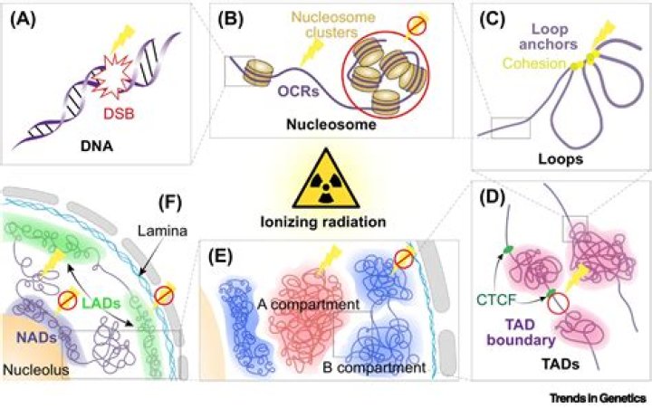 Would radiation cause mutation?