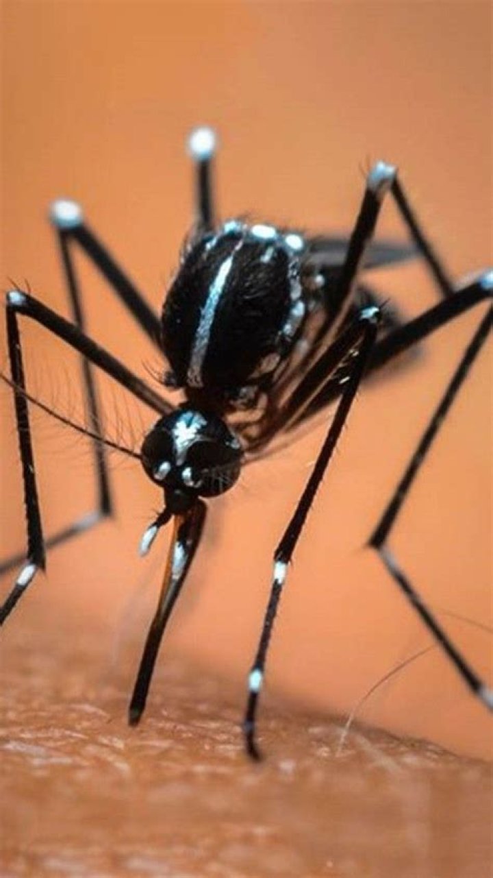 Would we be better off without mosquitoes?