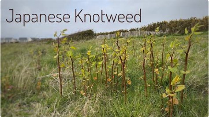 Would you buy a property with japanese knotweed?